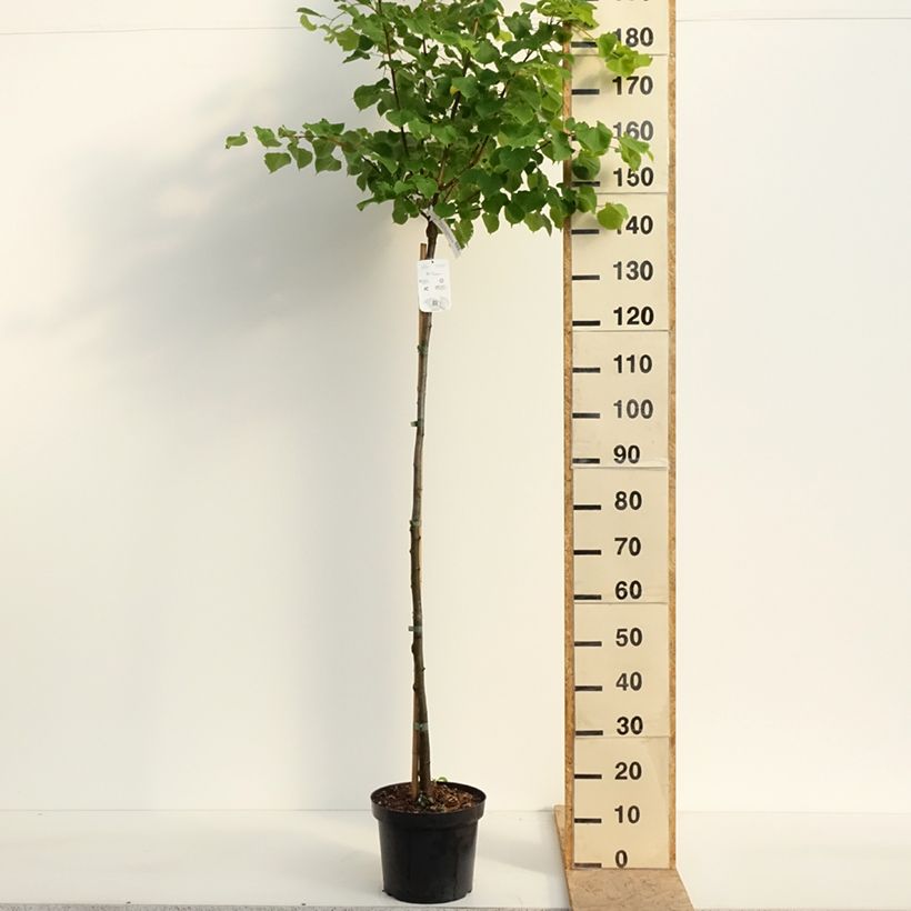 Tilia cordata Winter Orange - Tilo silvestre Maceta 7,5L/10L, Tallo Ejemplar entregado en la primavera