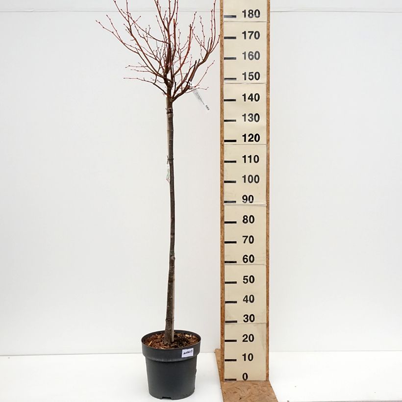 Ejemplar de Tilia cordata Winter Orange - Tilo silvestre Maceta 7,5L/10L, Tallo entregado en otoño
