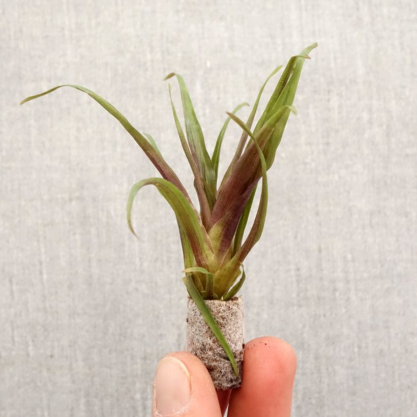 Tillandsia Andreas - Planta de aire Mini-plante Ejemplar entregado en la primavera