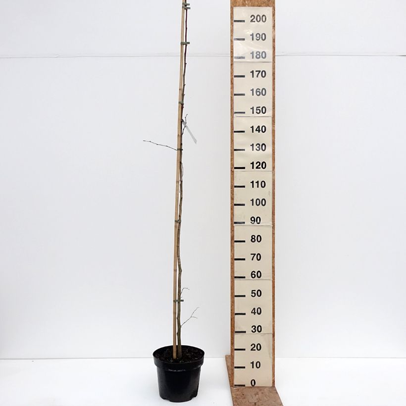 Tilia platyphyllos Laciniata Maceta 7,5L/10L Ejemplar entregado en invierno