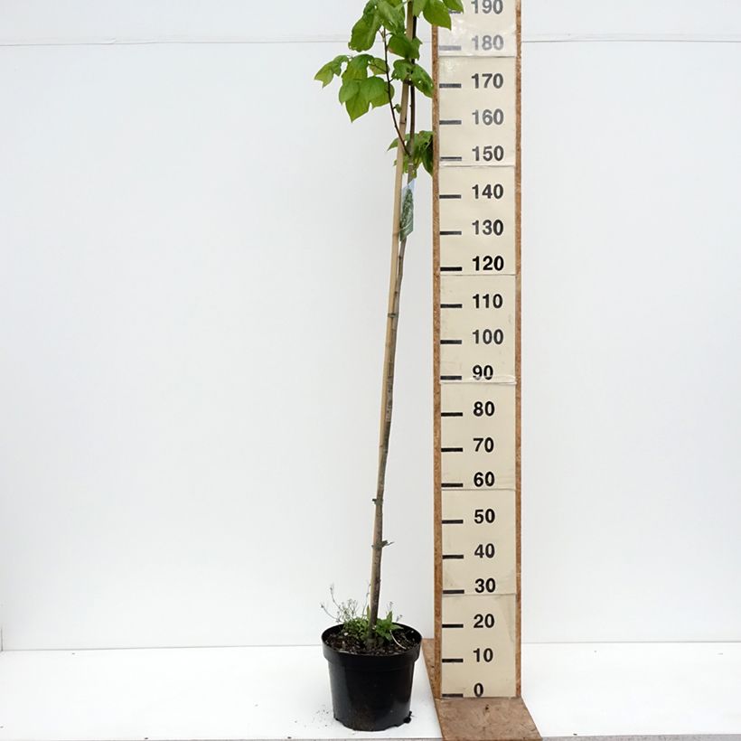 Tilia platyphyllos Laciniata Maceta 7,5L/10L Ejemplar entregado en la primavera