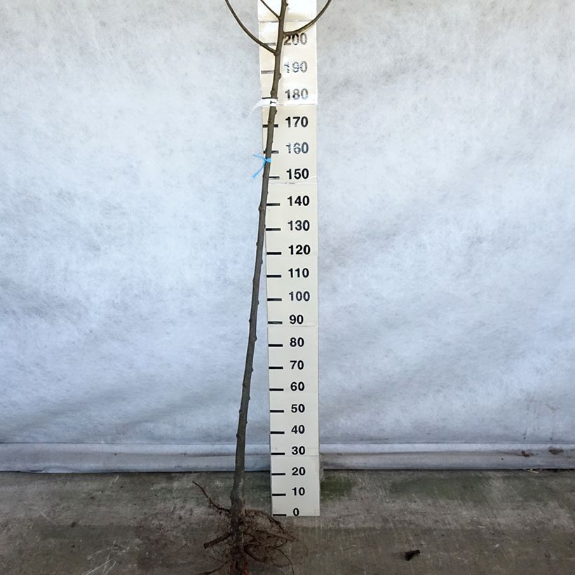 Tilia platyphyllos Raíces desnudas Ejemplar entregado en invierno