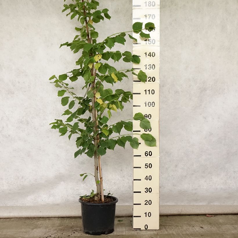 Ejemplar de Tilia platyphyllos Rubra Maceta 12L/15L, Arból joven entregado en verano