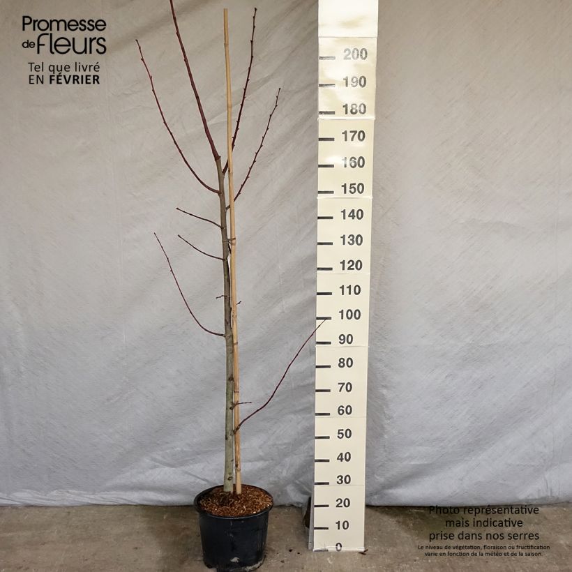 Tilia platyphyllos Rubra Maceta 12L/15L Ejemplar entregado en invierno