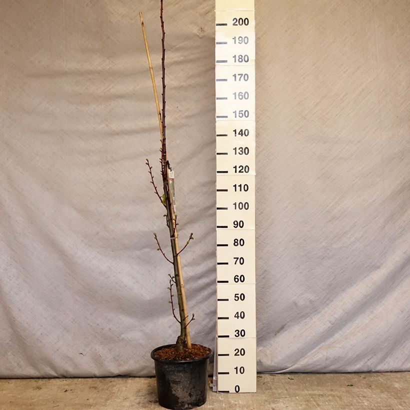 Tilia platyphyllos Rubra Maceta 12L/15L, Arból joven Ejemplar entregado en la primavera