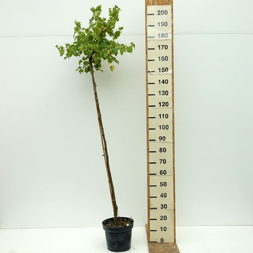 Ejemplar de Tilia cordata Simone - Tilo silvestre Maceta 7,5L/10L, Tallo entregado en verano