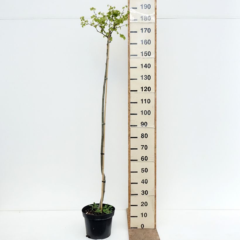 Tilia cordata Simone - Tilo silvestre Maceta 7,5L/10L, Tallo Ejemplar entregado en la primavera