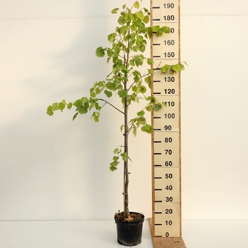 Ejemplar de Tilia cordata Swedish Upright - Tilo silvestre Maceta 7,5L/10L entregado en verano