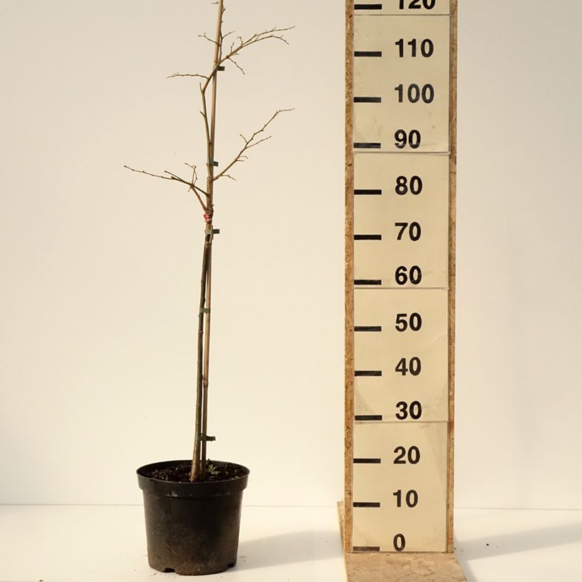 Tilia cordata Swedish Upright - Tilo silvestre Maceta 7,5L/10L Ejemplar entregado en invierno