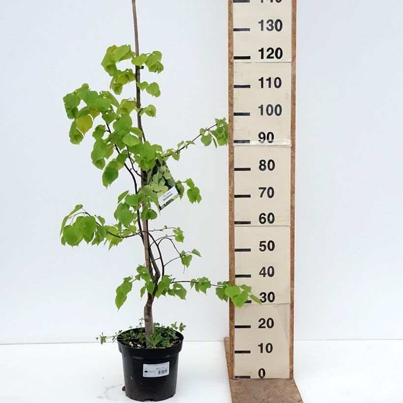 Tilia europaea Wratislaviensis Maceta 7,5L/10L Ejemplar entregado en la primavera