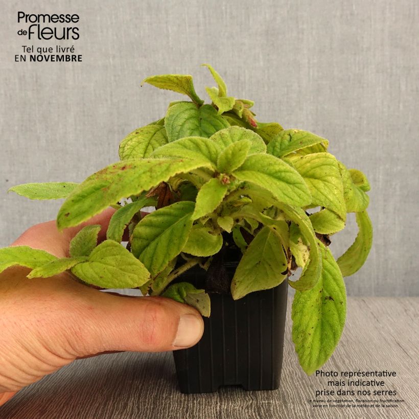 Ejemplar de Titanotrichum oldhamii Maceta de 8/9 cm entregado en otoño