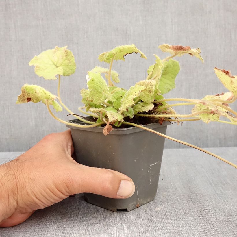 Ejemplar de Tolmiea menziesii Cool Gold Maceta de 8/9 cm entregado en verano