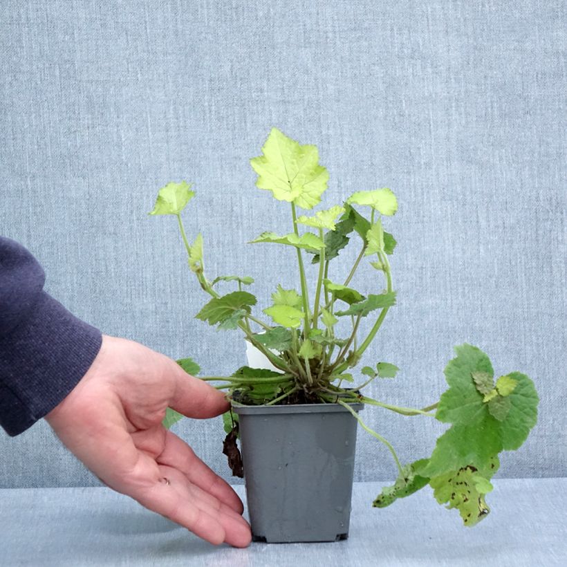 Tolmiea menziesii Cool Gold Maceta de 8/9 cm Ejemplar entregado en la primavera