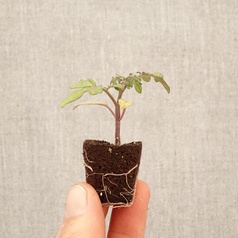 Tomate Balconi Yellow (Plantas) minicepellón: Ø 3/4 cm Ejemplar entregado en la primavera