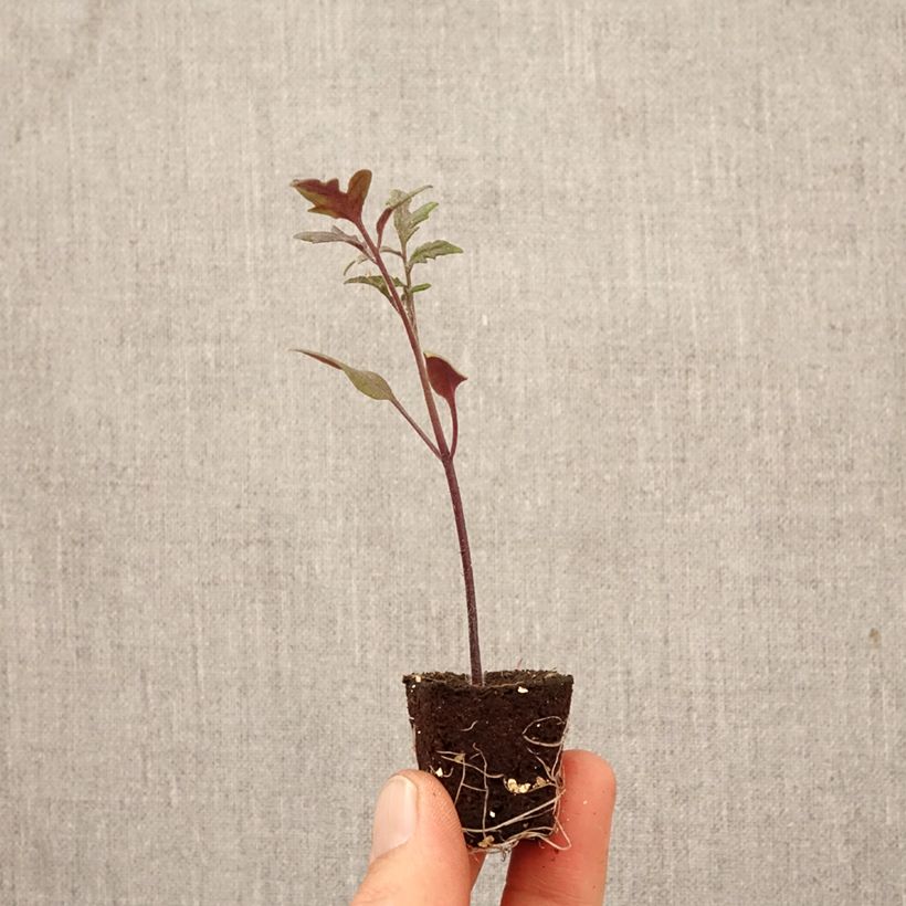 Tomate Black Moon F1 (plantas) minicepellón: Ø 3/4 cm Ejemplar entregado en la primavera