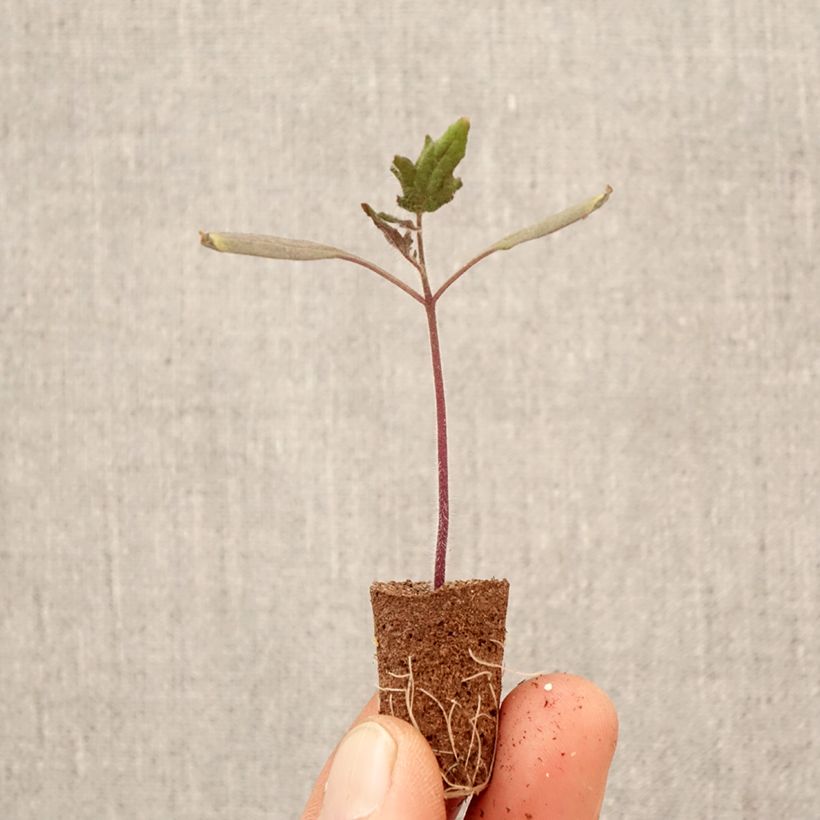 Tomate Licorna F1 (plantas) minicepellón: Ø 3/4 cm Ejemplar entregado en la primavera