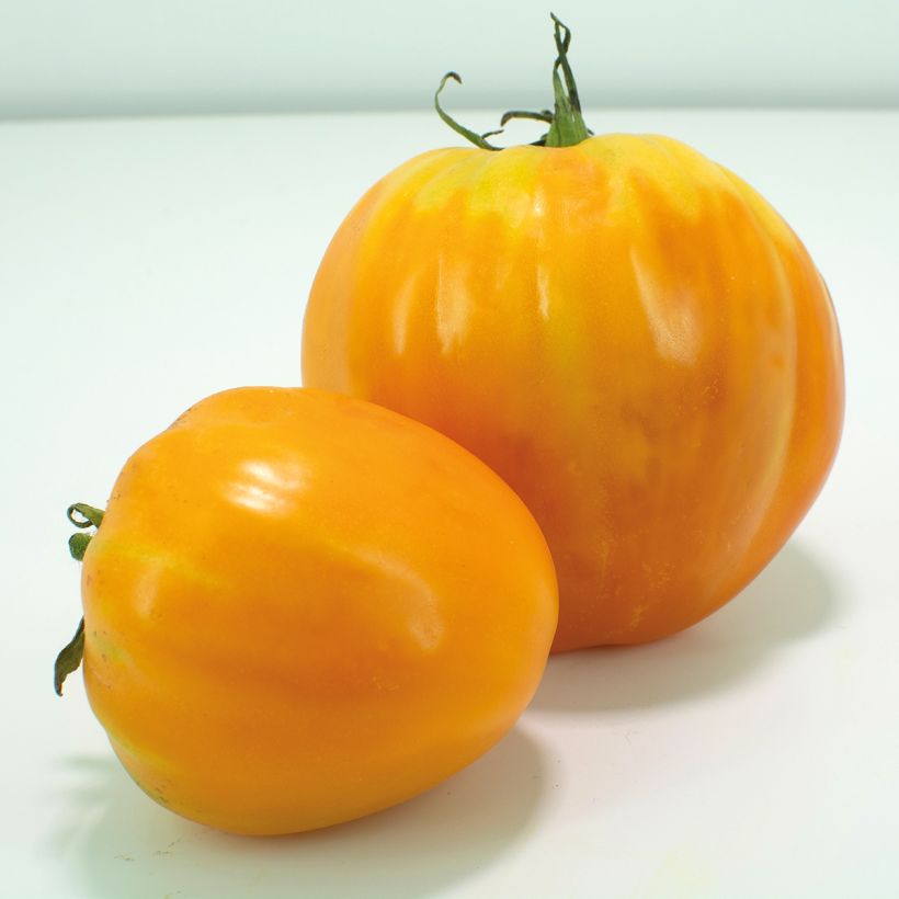 Tomate Ochsenherz Orange (Cosecha)