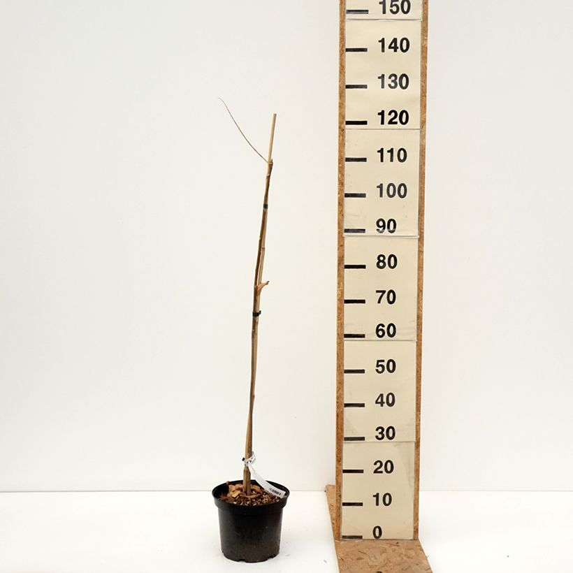 Ejemplar de Toona sinensis - Acajou de Chine Pot de 3L/4L entregado en otoño