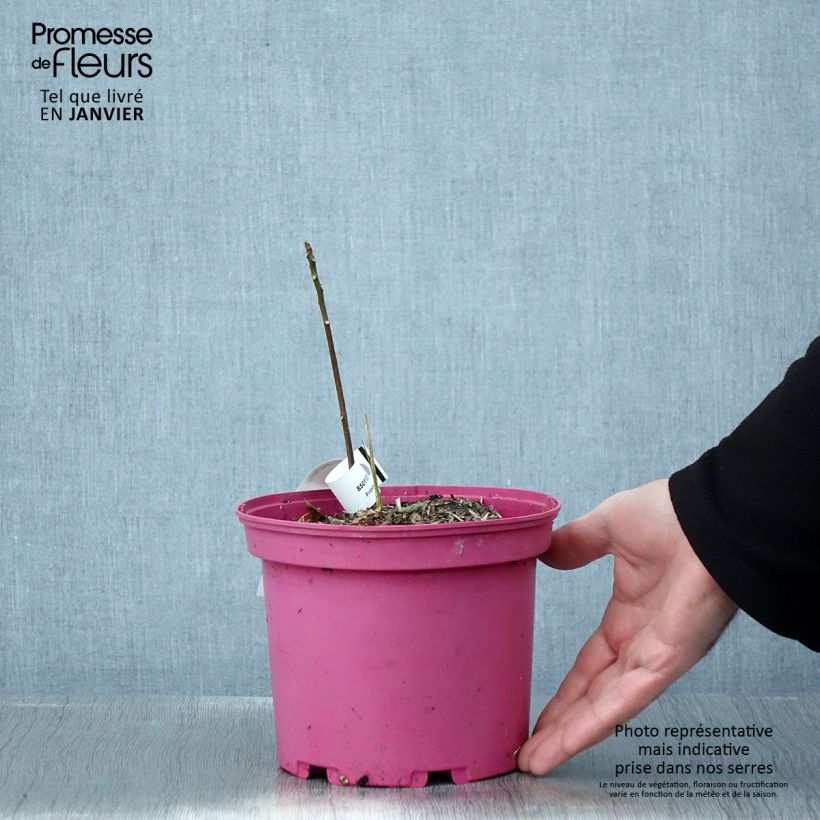 Toona sinensis Flamingo - Caoba china Maceta 2L/3L Ejemplar entregado en invierno