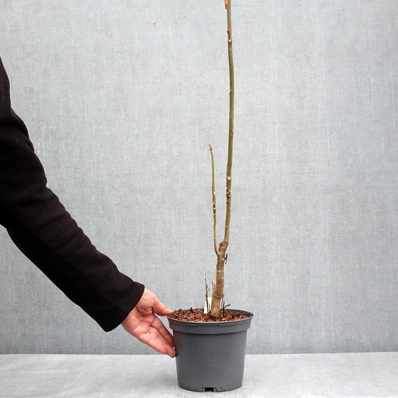 Toona sinensis Flamingo - Caoba china Maceta 2L/3L Ejemplar entregado en la primavera