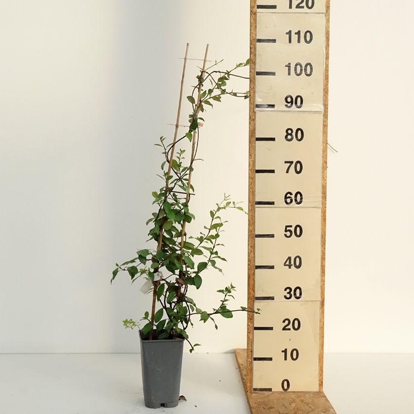 Ejemplar de Jazmín asiático - Trachelospermum asiaticum Maceta 2L/3L entregado en verano