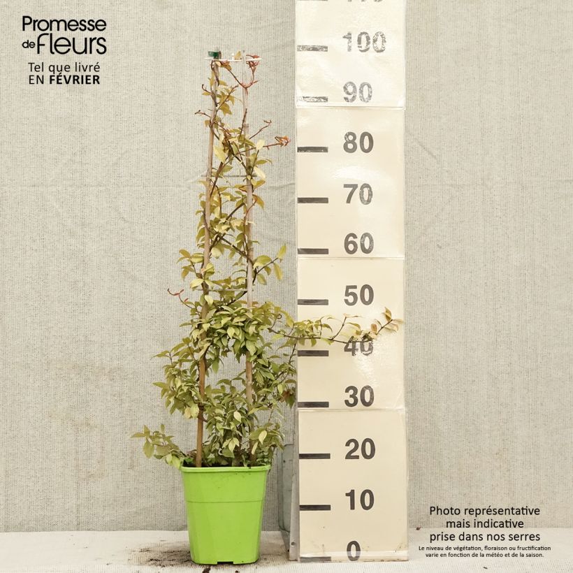 Jazmín de leche Golden Memories Maceta 3L/4L Ejemplar entregado en invierno