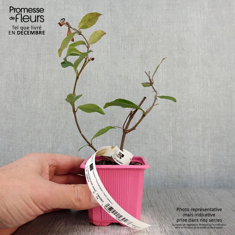 Ejemplar de Jazmín asiático Pink Showers Maceta de 8/9 cm entregado en otoño