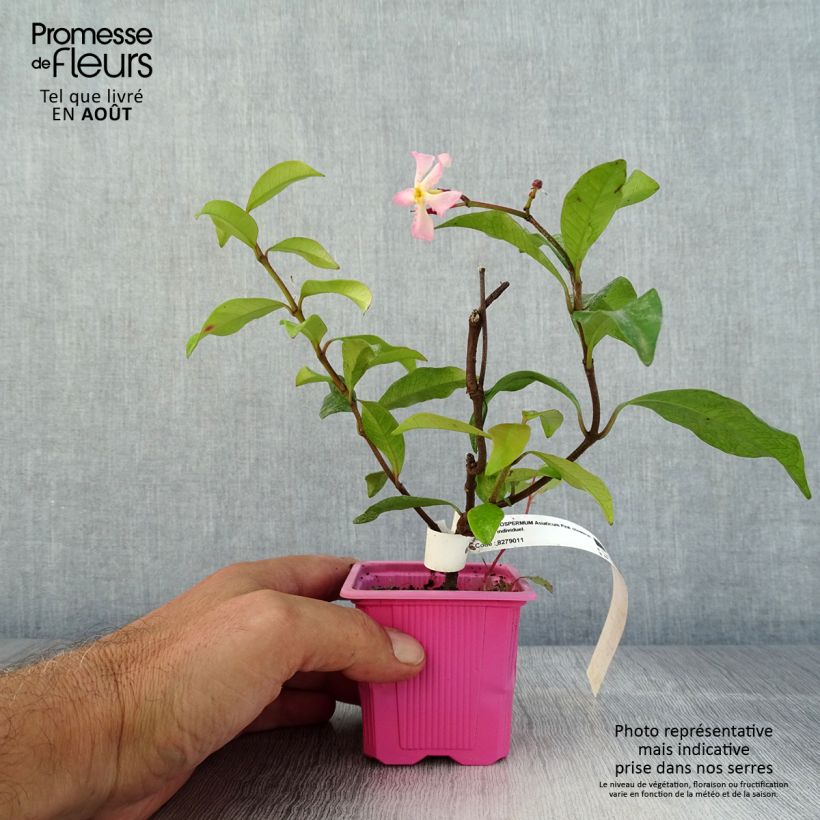 Ejemplar de Jazmín asiático Pink Showers Maceta de 8/9 cm entregado en verano