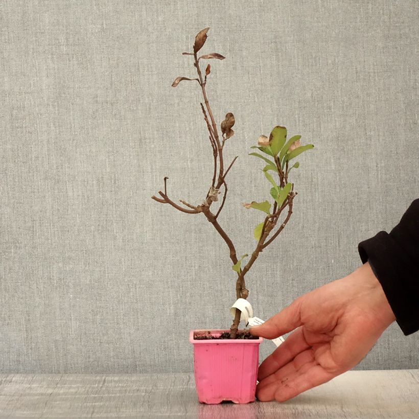 Jazmín asiático Pink Showers Maceta de 8/9 cm Ejemplar entregado en la primavera