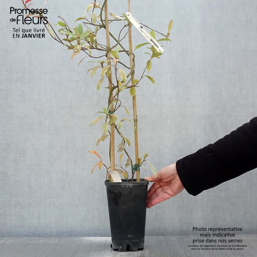 Jazmín asiático Pink Showers Maceta 2L/3L Ejemplar entregado en invierno