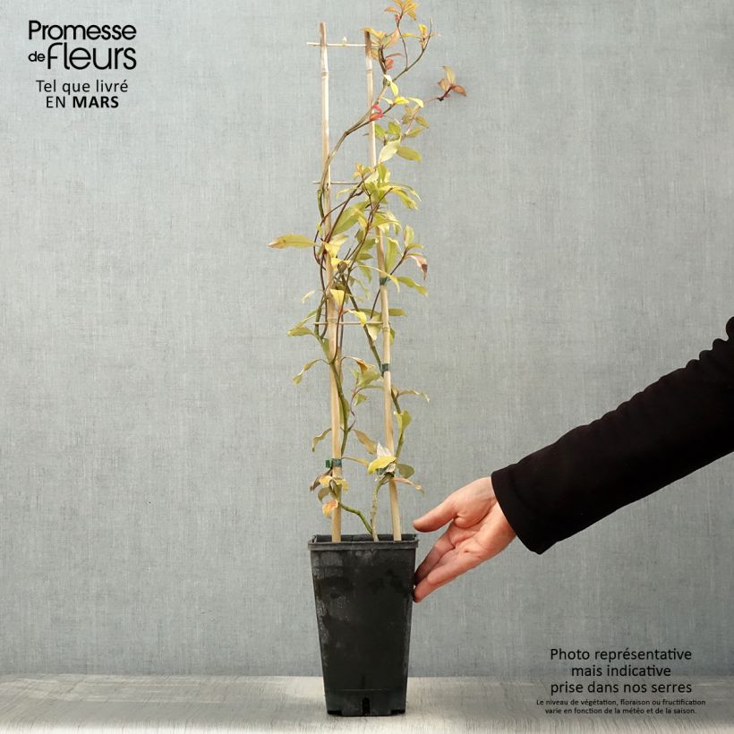 Jazmín asiático Pink Showers Maceta 2L/3L Ejemplar entregado en la primavera