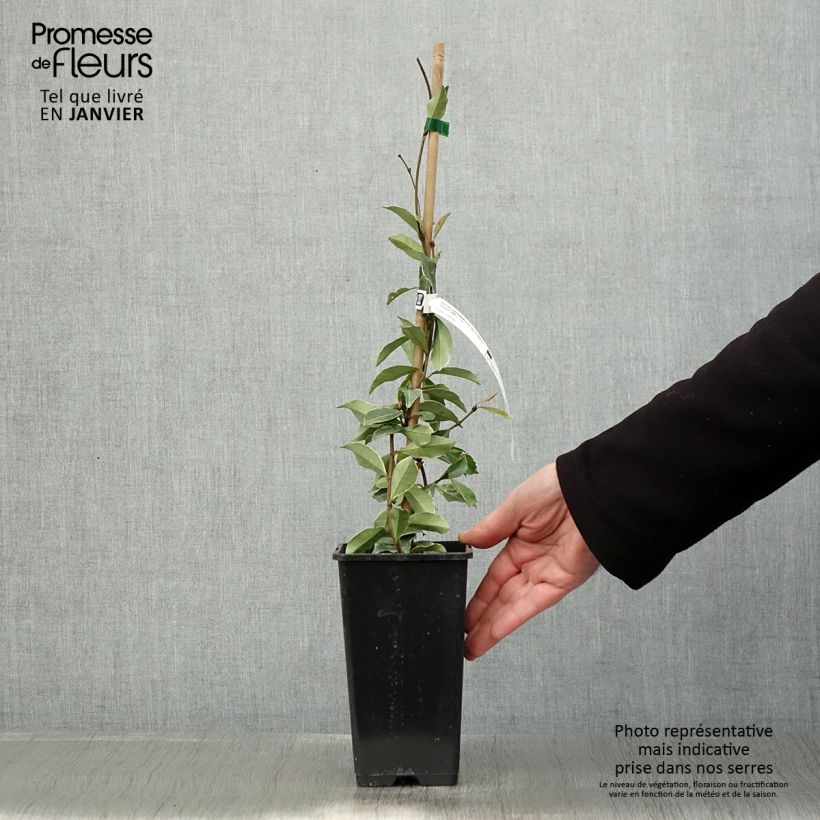 Jazmín asiático Star of Milano Maceta 1,5L/2L Ejemplar entregado en invierno