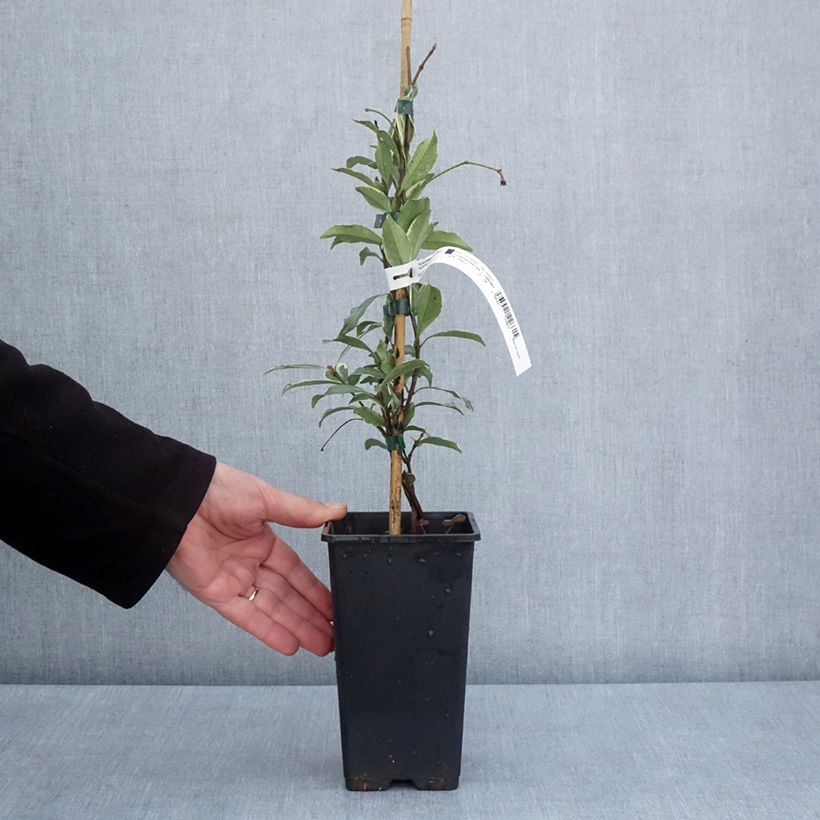 Jazmín asiático Star of Milano Maceta 1,5L/2L Ejemplar entregado en la primavera