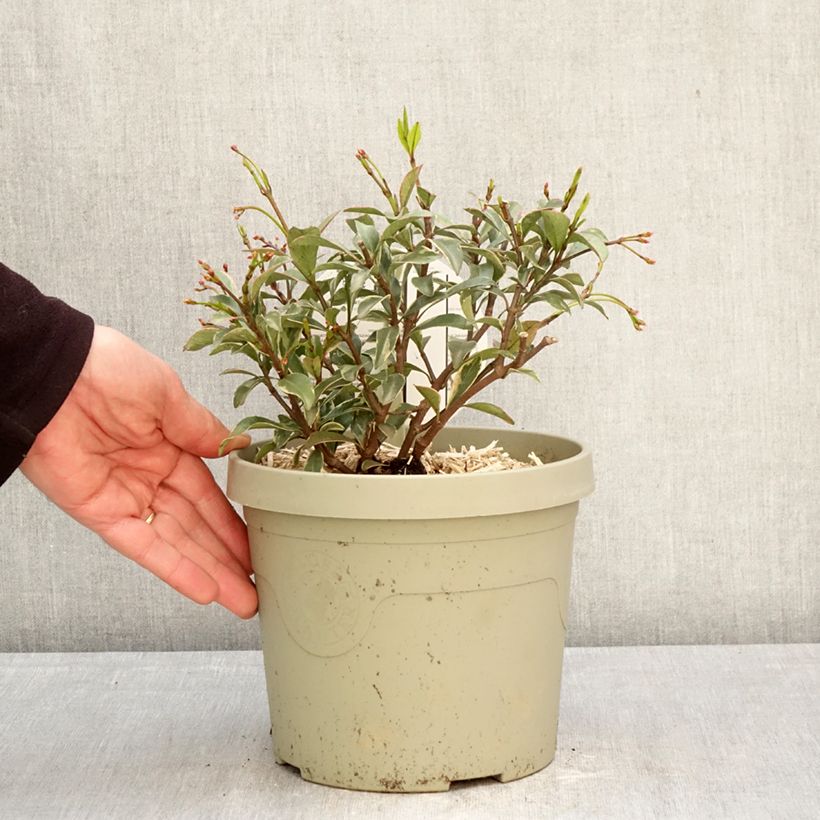 Jazmín asiático Star of Milano Maceta 3L/4L Ejemplar entregado en la primavera