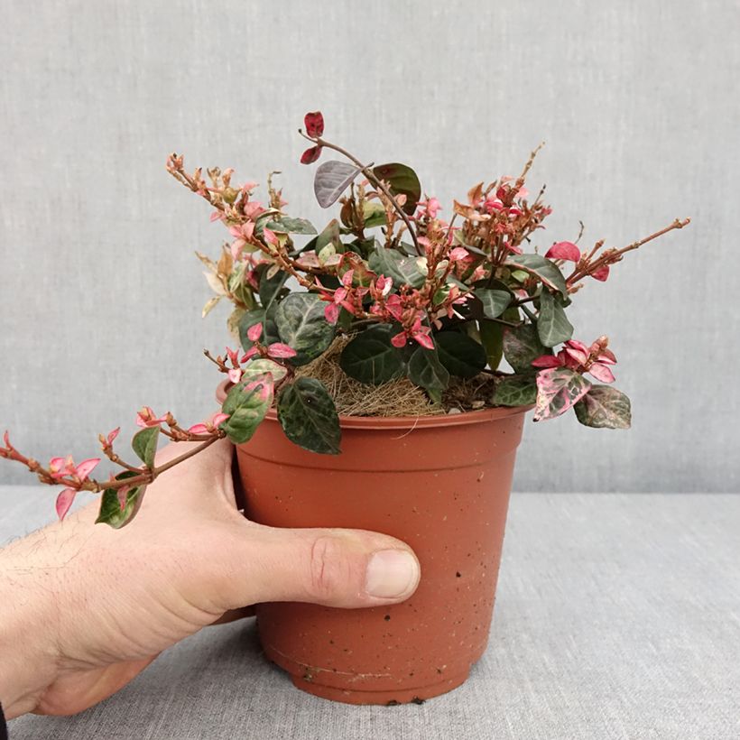 Jazmín asiático Tricolor - Trachelospermum asiaticum Maceta 1,5L/2L Ejemplar entregado en invierno