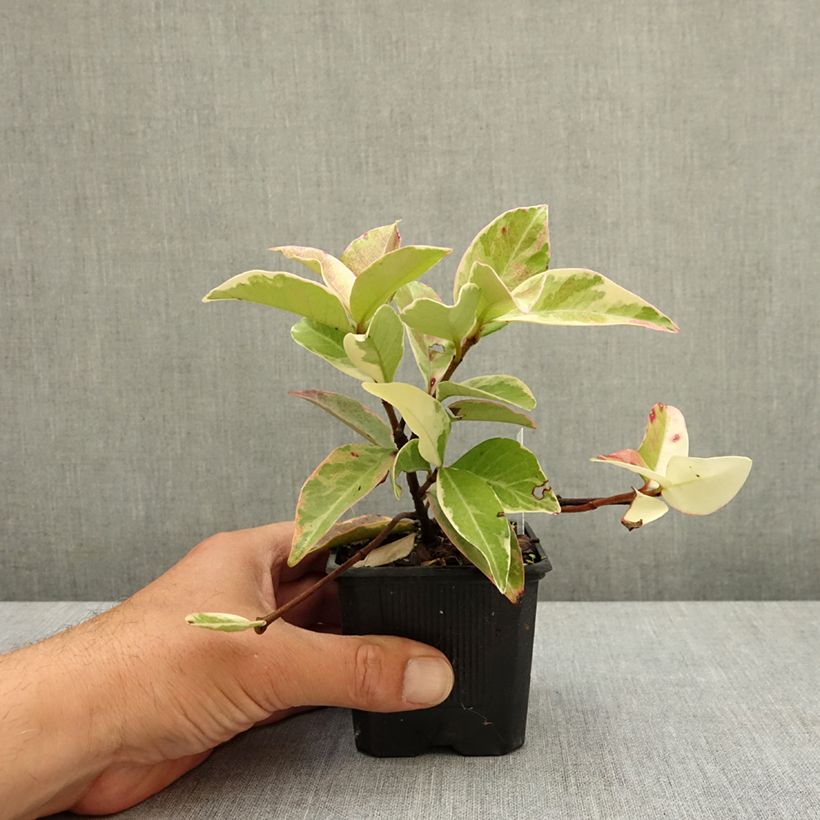 Jazmín de leche Variegatum Maceta de 8/9 cm Ejemplar entregado en la primavera