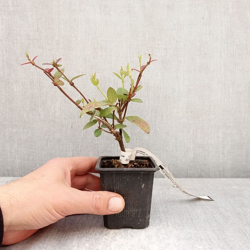 Jazmín de leche Winter Ruby 'Trared Maceta de 8/9 cm Ejemplar entregado en la primavera