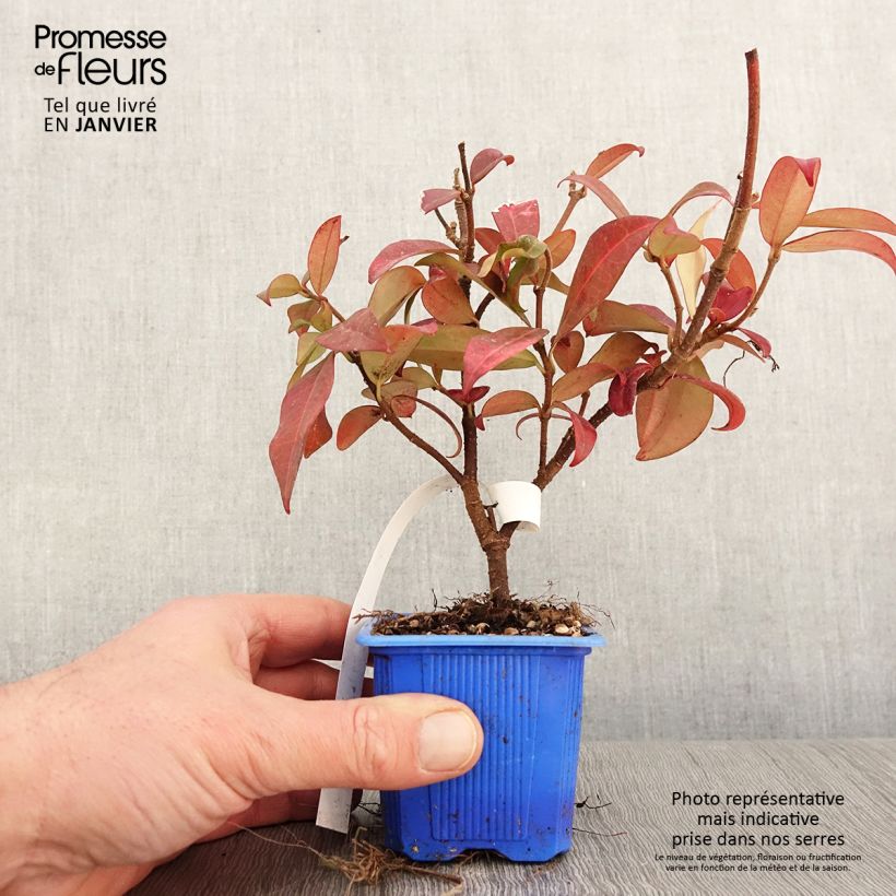 Jazmín de leche Winter Ruby 'Trared Maceta de 8/9 cm Ejemplar entregado en invierno