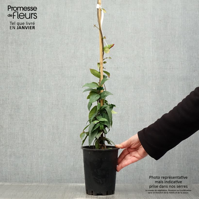 Jazmín de leche Winter Ruby 'Trared Maceta 2L/3L Ejemplar entregado en invierno