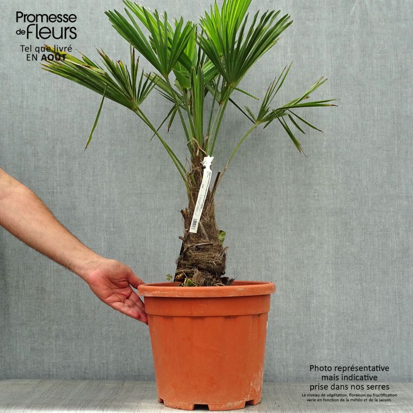 Ejemplar de Trachycarpus wagnerianus Maceta 12L/15L, Tallo alto entregado en verano