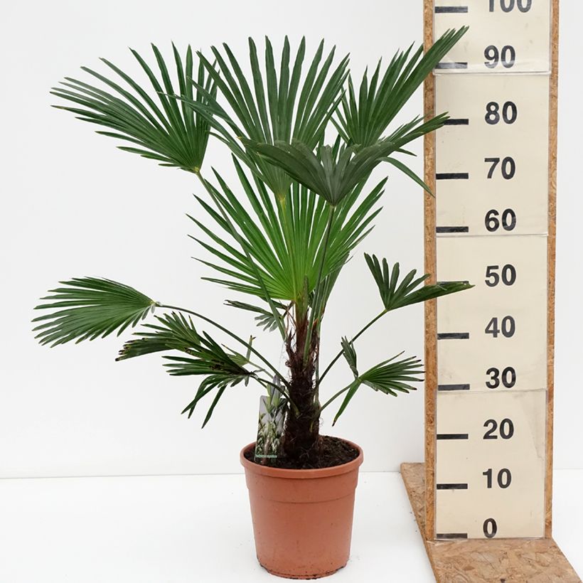 Ejemplar de Trachycarpus wagnerianus Maceta 6L/7L entregado en otoño