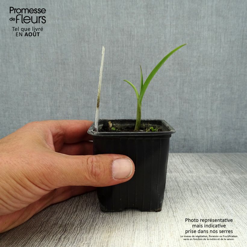 Ejemplar de Tradescantia andersoniana Domaine de Courson Maceta de 8/9 cm entregado en verano