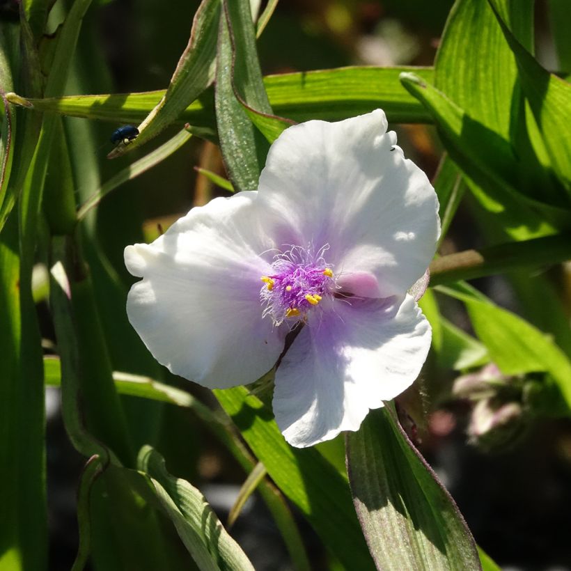 Tradescantia andersoniana Domaine de Courson (Floración)