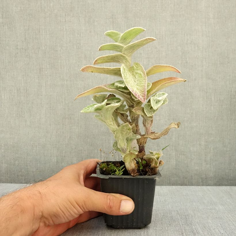 Ejemplar de Tradescantia sillamontana - Planta amor de hombre Maceta de 8/9 cm entregado en verano