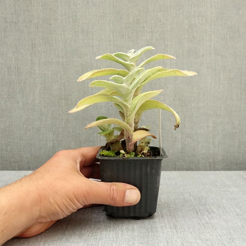 Tradescantia sillamontana - Planta amor de hombre Maceta de 8/9 cm Ejemplar entregado en la primavera