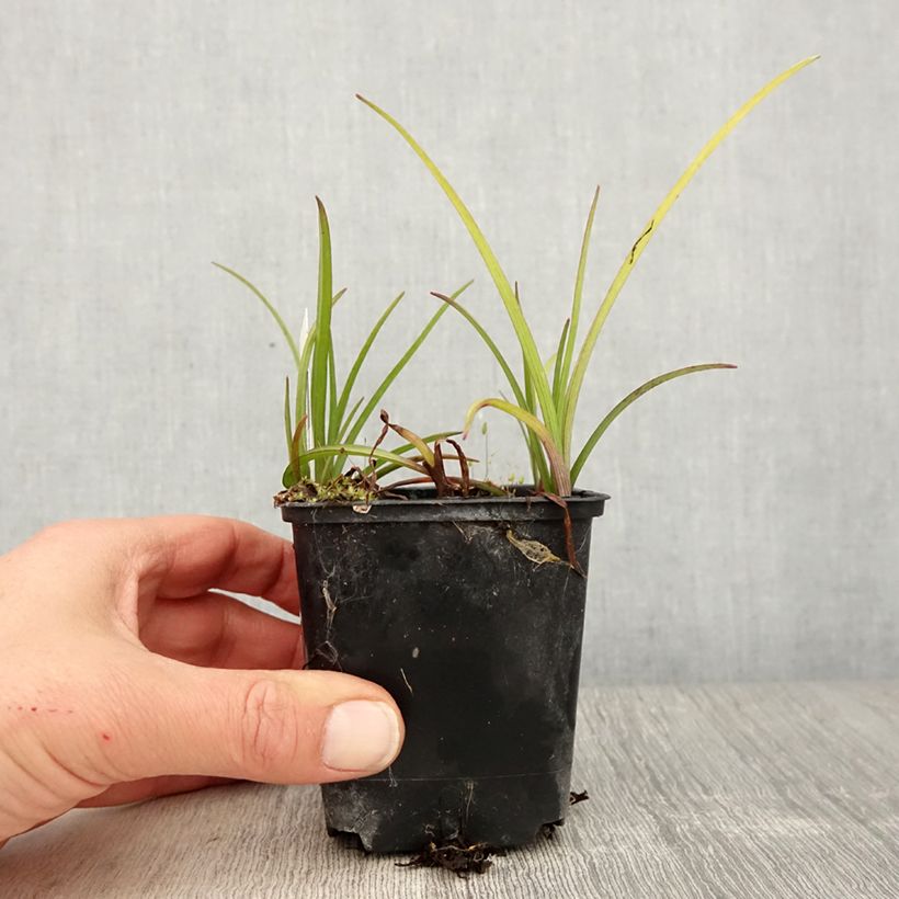 Tradescantia virginiana Brevicaulis Maceta de 8/9 cm Ejemplar entregado en la primavera