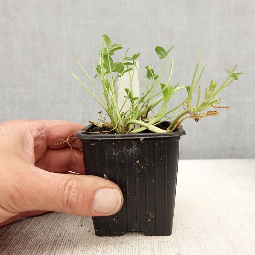 Trifolium fragiferum - Trébol fresa Maceta de 8/9 cm Ejemplar entregado en la primavera