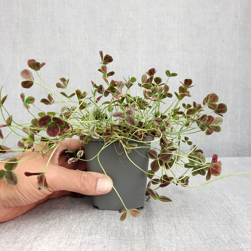 Ejemplar de Trifolium repens Dark Debbie - Trébol blanco Maceta de 8/9 cm entregado en otoño