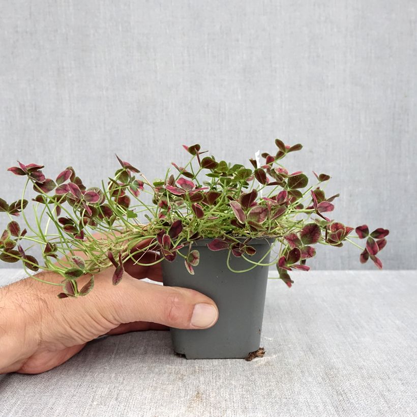 Ejemplar de Trifolium repens Estelle - Trébol blanco Maceta de 8/9 cm entregado en otoño