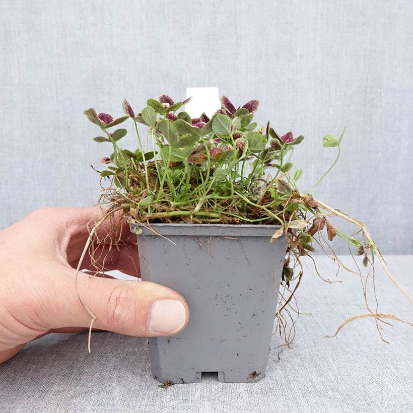 Trifolium repens Estelle - Trébol blanco Maceta de 8/9 cm Ejemplar entregado en la primavera